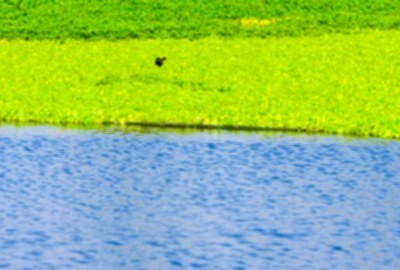 海豐濕地