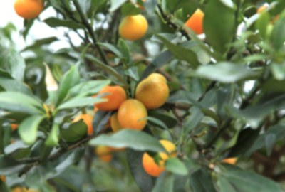 林美金棗文化館